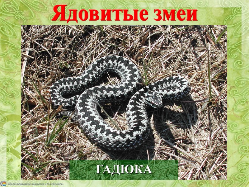 Ядовитые змеи ГАДЮКА